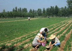 土壤墑情與旱情信息管理系統可實時監測管理土壤墑情