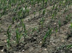 土壤墑情監測站是怎樣的系統?