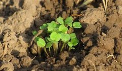 有了物聯網,土壤墑情監測系統才有了“生命”!