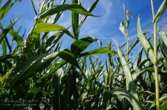 農業節水,如何用科技支撐?